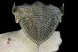 Zlichovaspis Trilobite - Atchana, Morocco #98632-4